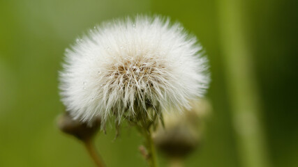 dandelion seed head