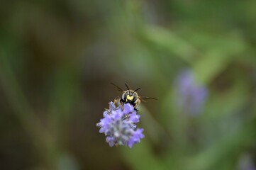 a small beetle on a purple lavender flower