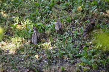 Naklejka na ściany i meble sparrows search the grass for food