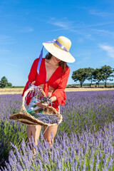 A young woman collecting lavender with a basket. Nature tourism and concept of well-being and of love for the environment.