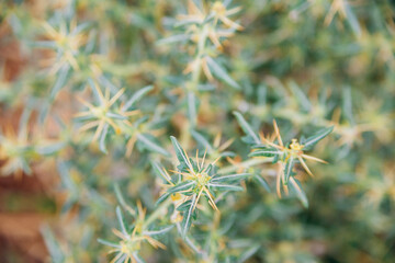 Natural background and texture. The plant is covered with thorns. A wild flower.