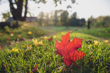 The red leaf on the ground