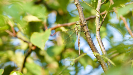 dragon fly between the branches