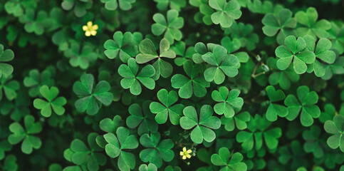 green clover leaves. long horizontal banner