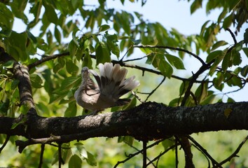 a gray dove on a branch cleans its feathers