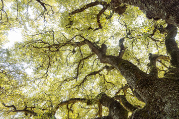 Chêne vert, la tête dans les branches, Var, Provence-Alpes-Côte d’Azur, France