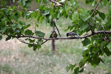 a small yellow bird feeds its young on the branches of a young tree