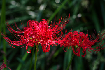 彼岸花　lycoris radiata