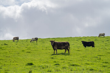 Beef cows and calfs grazing on grass in south west victoria, Australia. eating hay and silage....