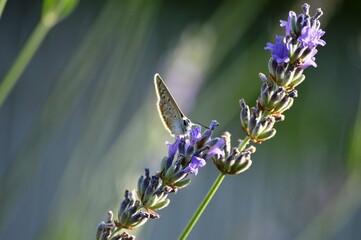 a blue butterfly on a purple lavender flower
