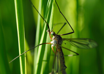 mosquito on a green leaf
