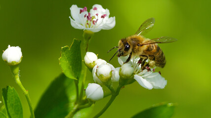bee on a flower
