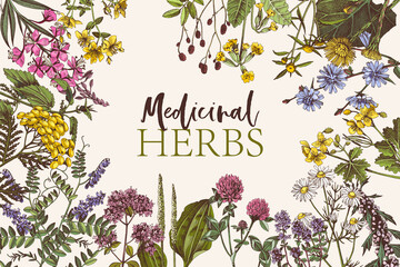 Hand drawn background of medicinal herbs © Marina Gorskaya