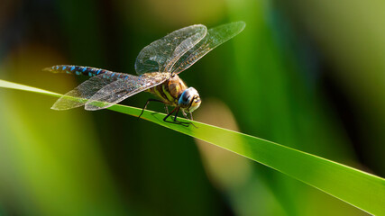 dragonfly on a green leaf
