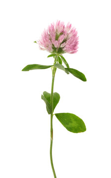 Beautiful blooming clover plant isolated on white