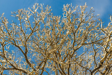 Close up view of snow covered bushes on blue sky background. Beautiful winter scape view. Sweden.