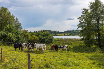 Beautiful view of group of cows in field on beautiful summer day. Agriculture concept. Animals concept.