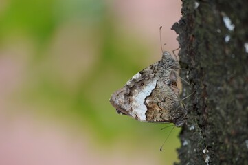 two butterflies in love on the bark of a tree
