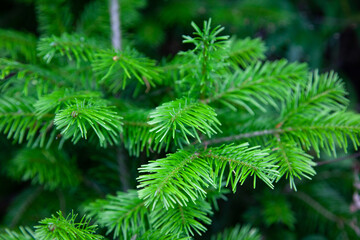 Green Background of Christmas tree branches. Fresh Green Fir Twig Detailed Closeup.