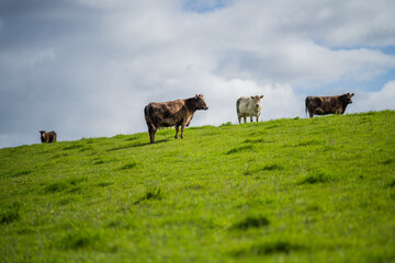Beef and dairy cows and steers grazing on a grass fed farm in rolling hills, in New Zealand. 