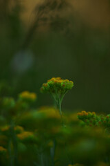 green moss on the ground