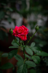 Beautiful red roses blooming in the garden.