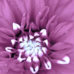 Macro photo of a pink dahlia. Flowers background