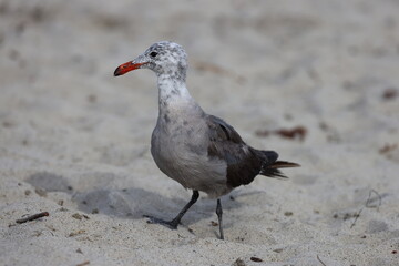 seagull on the beach
