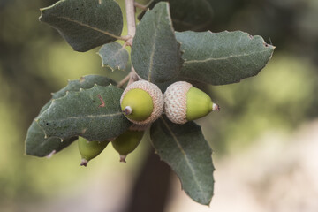 Quercus ilex subs ballota still immature green acorns with green oak leaves with bluish tones on defocused green background