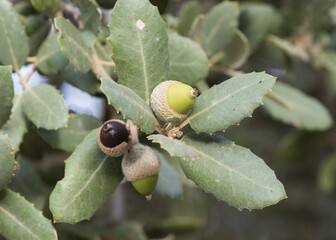 Quercus ilex subs ballota still immature green acorns with green oak leaves with bluish tones on...