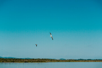 Pássaro voando em céu azul no mar - Paisagem natural