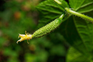 A small cucumber growing in a vegetable garden on a bush.