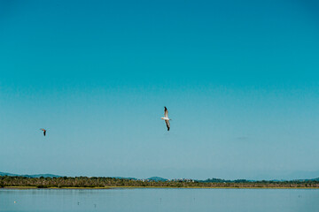 Fototapeta na wymiar Pássaro voando em céu azul no mar - Paisagem natural