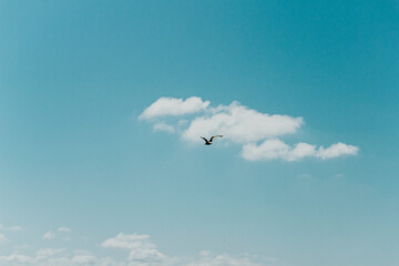 Pássaro voando em céu azul com nuvens - Paisagem natural