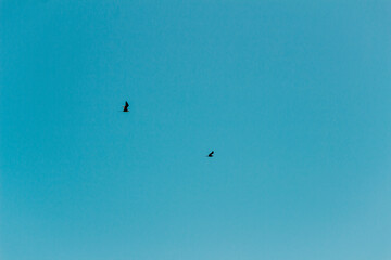 Pássaros voando em céu azul - Paisagem natural