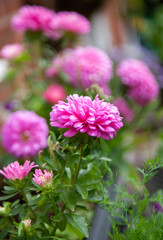 Pink Asters Flowers