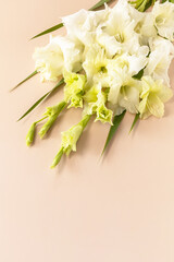 Creative layout made of blooming white bud gladiolus against plain beige background. Minimal flowers background. Copy space.