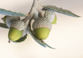 Quercus ilex subs ballota still immature green acorns with green oak leaves with bluish tones on...