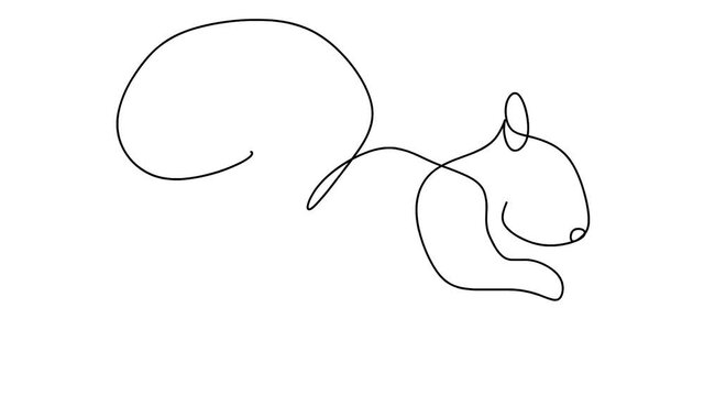 squirrel