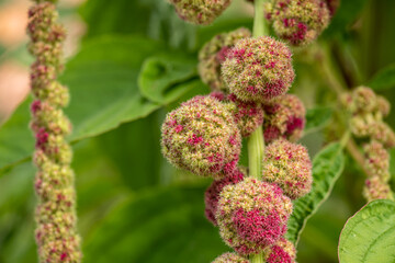 Fototapeta premium Magenta and green round flowers hanging from a stem.