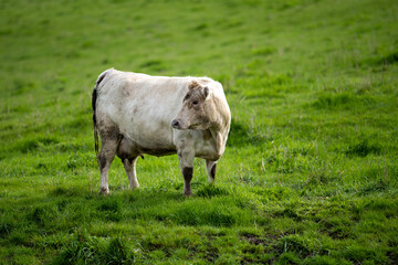 Beef cows and calfs grazing on grass in south west victoria, Australia. eating hay and silage....