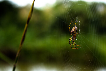 Aranha repousando em sua teia com mata ao fundo - Paisagem natural