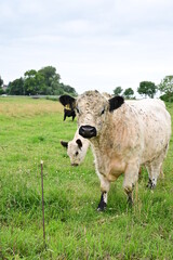 Galloway Rind, Zwei Kühe mit zotteligen Haaren auf einer Weide in Schleswig-Holstein 