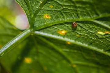 Caracol em baixo de folha verde - Paisagem natural