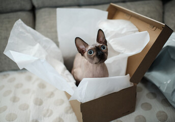 Sphynx cat inside a shoe box