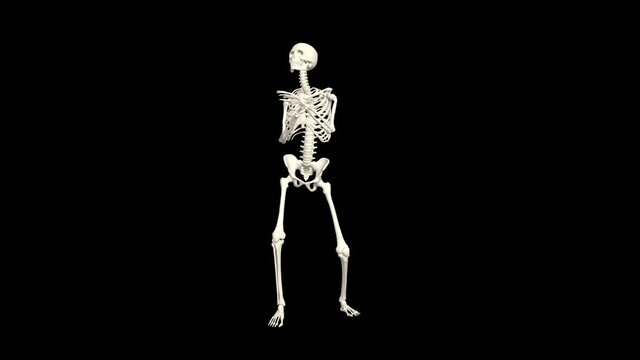 Dancing Skeleton 3D. 3D Skeleton Dance Animation. Skeleton 3D dance. Transparent background.