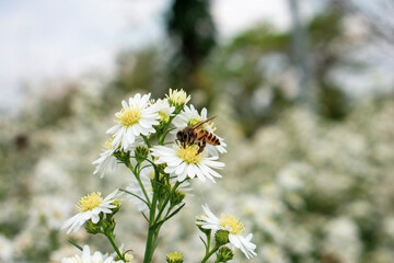 Honey bees looking for honey 