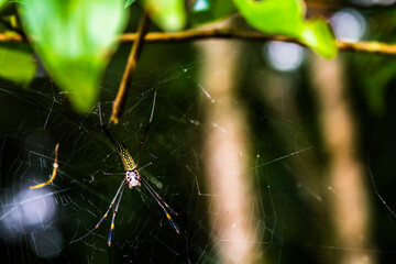 Aranha repousando em sua teia - Paisagem natural