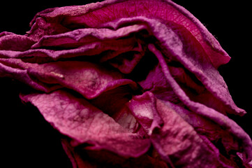 Dried Pink Rose close-up