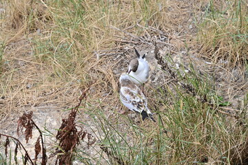 Möwe im Rasen, Nest